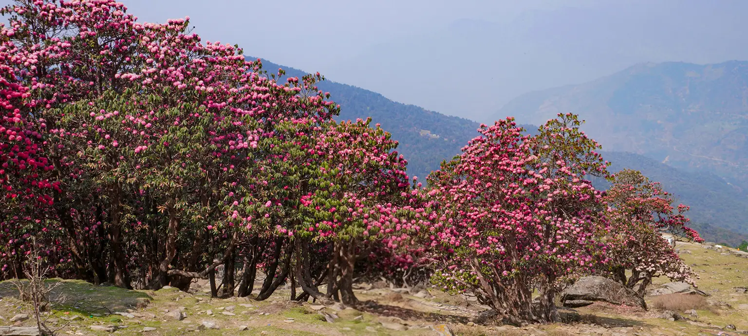Chopta Chandrashila 3 Day Trek